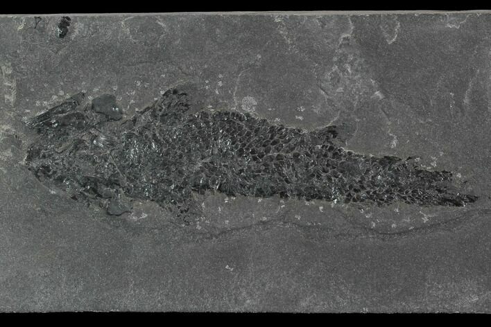 Devonian Lobed-Fin Fish (Osteolepis) - Scotland #98040